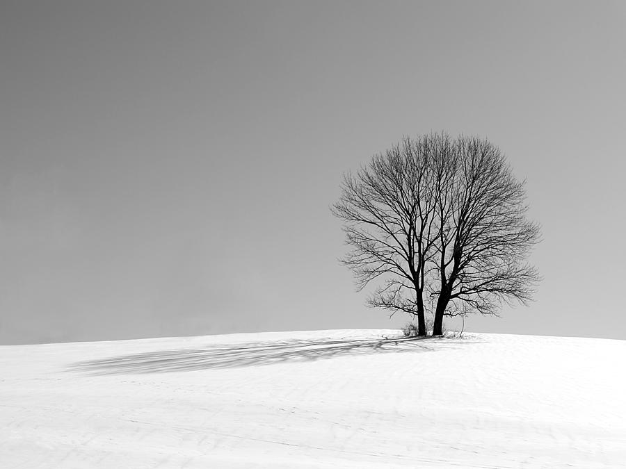 Winter - Snow Trees in Mono Photograph by Richard Reeve