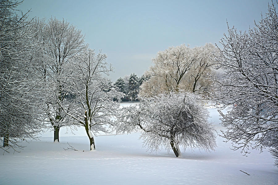Winter 2013 Photograph by Dragan Kudjerski