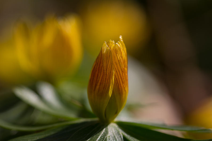 Winter Aconite Photograph by Andreas Levi
