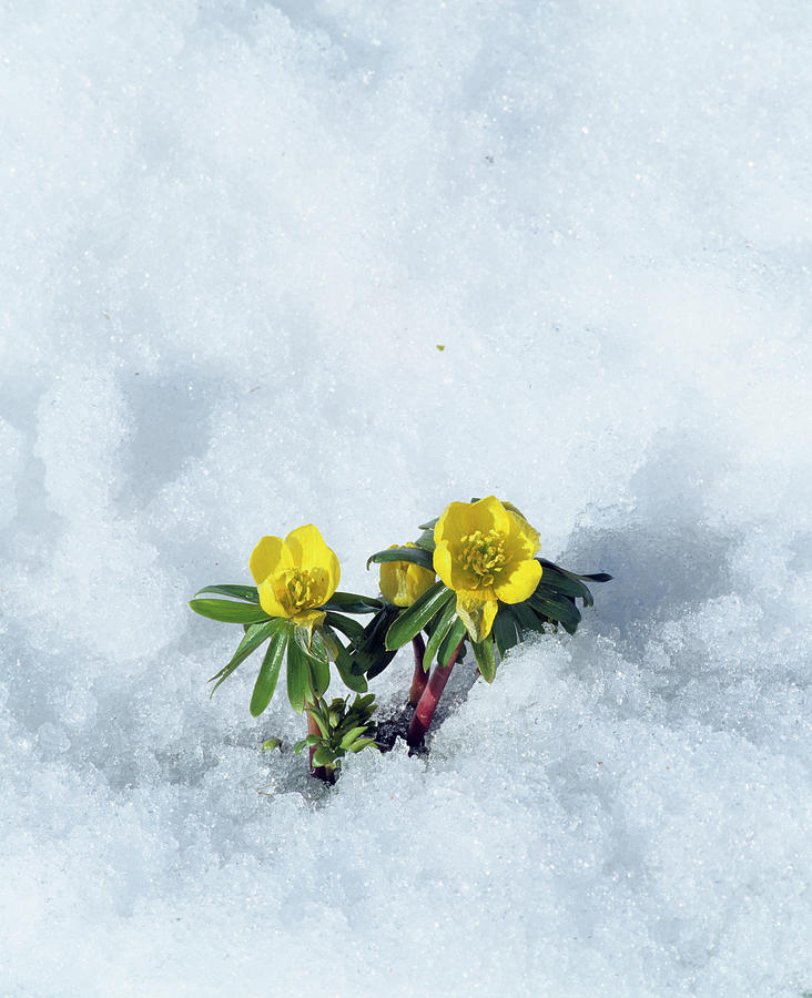 Flower Photograph - Winter Aconite (eranthis Hyemalis) by Bjorn Svensson/science Photo Library