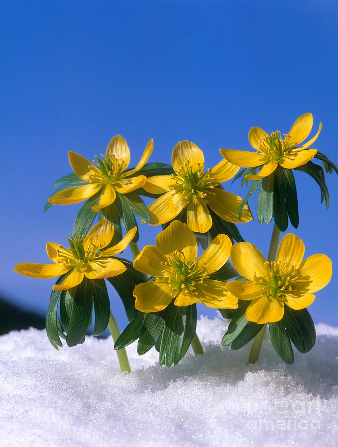 Flower Photograph - Winter Aconite by Hans Reinhard
