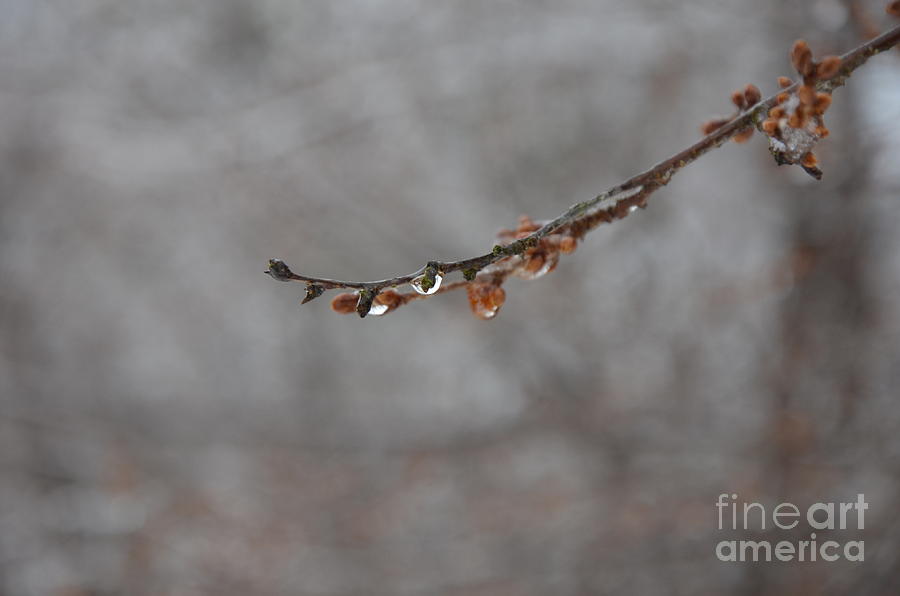 Nature Photograph - Winter by Adelmo Leite de Sa