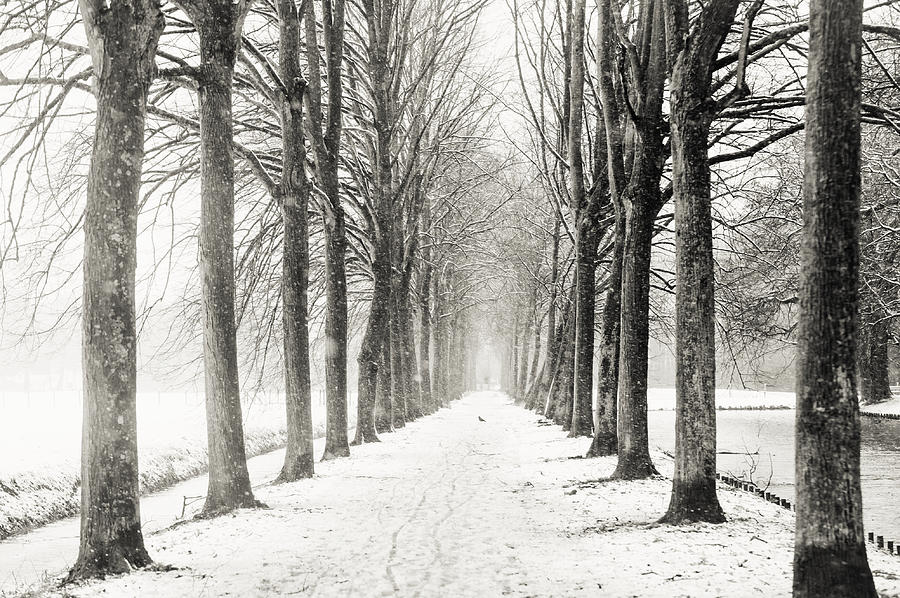 Winter Alley in Rhoon. Holland. Black N White Photograph by Jenny Rainbow