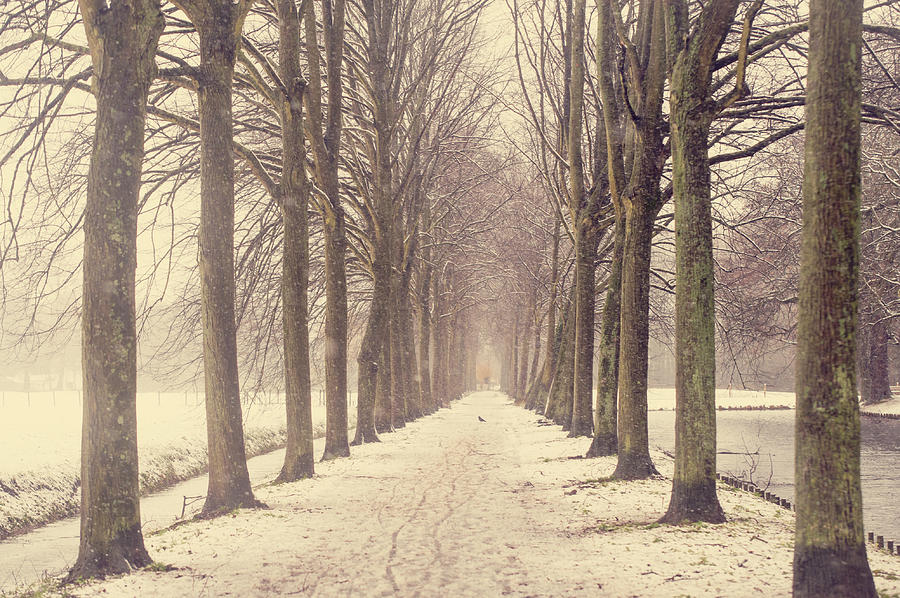 Winter Alley in Rhoon. Holland Photograph by Jenny Rainbow