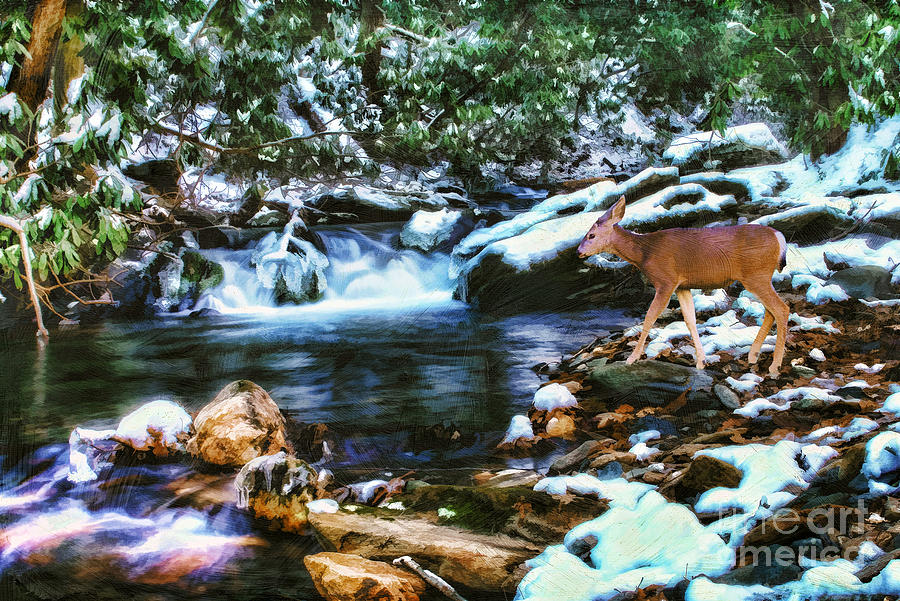 Deer Photograph - Winter Along Rock Castle  by Darren Fisher