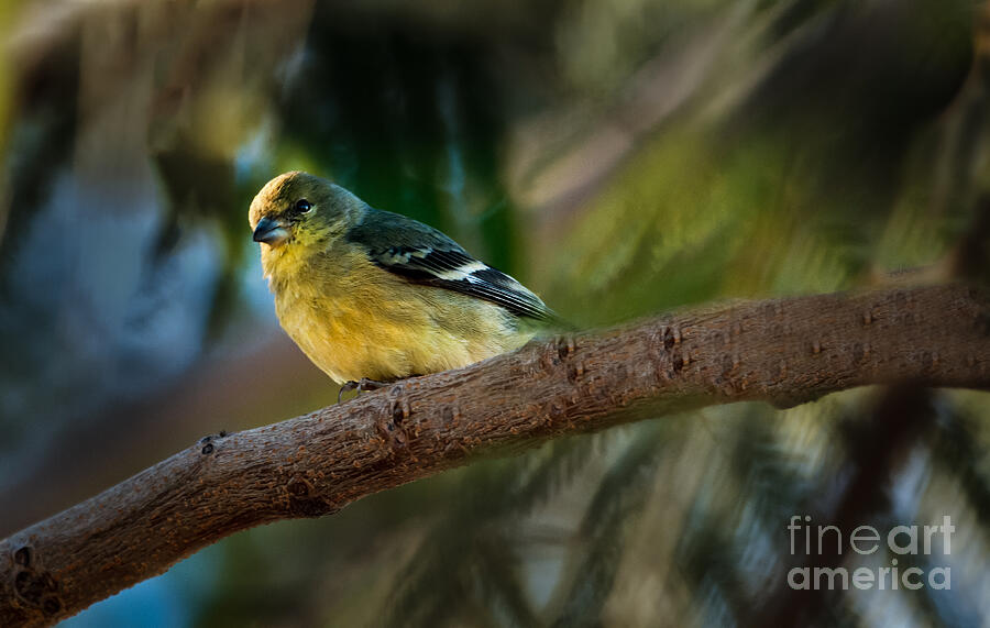 Wildlife Photograph - Winter American Goldfinch by Robert Bales