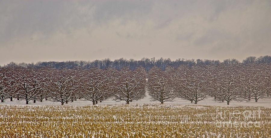 Winter Apple Trees Photograph by Tracy Rice Frame Of Mind