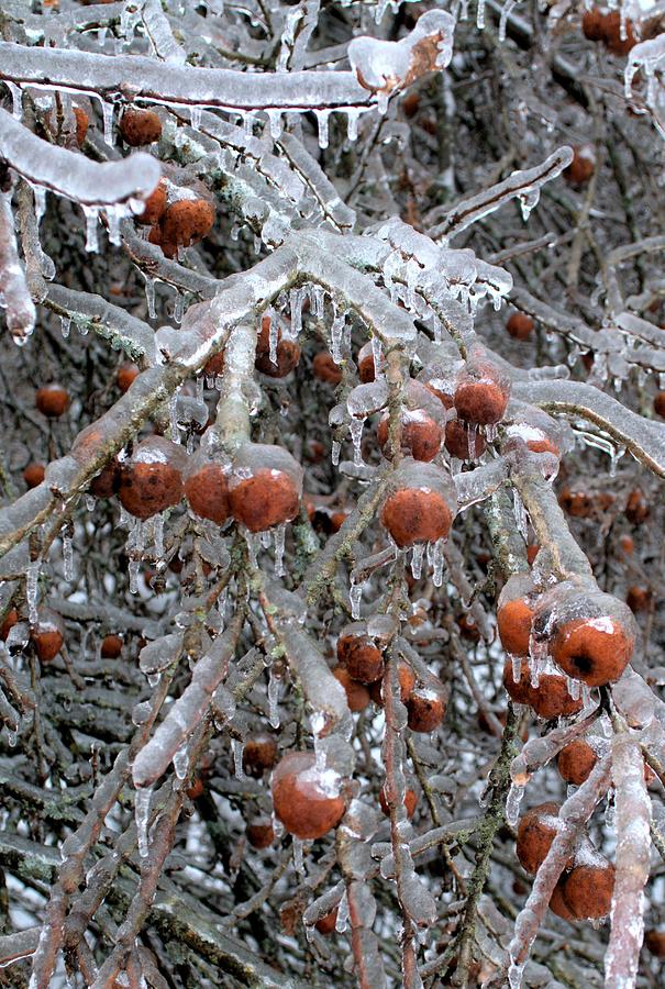 Winter apples Photograph by Douglas Pike