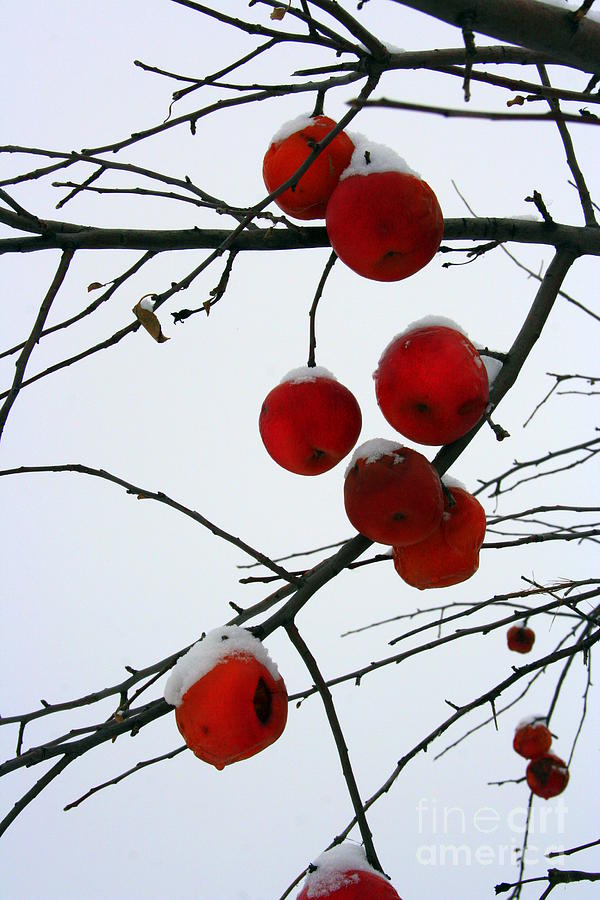 Winter Apples Photograph by Julie Lueders 