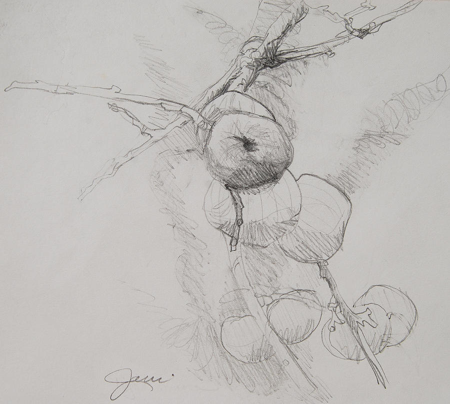 Winter Apples Sketch Drawing by Jani Freimann