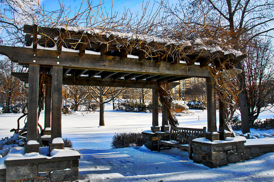 Winter Arbor Photograph by Alice Gipson