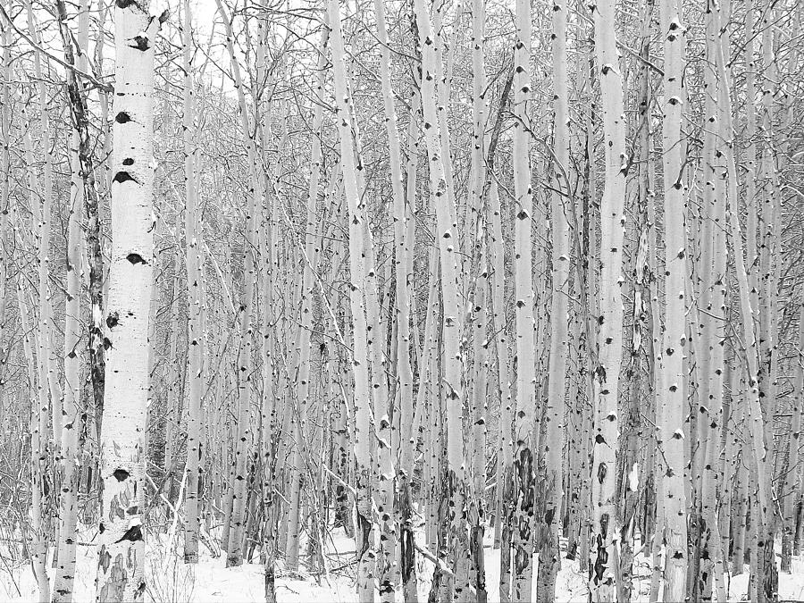 Winter Aspen Photograph by Gerry Bates