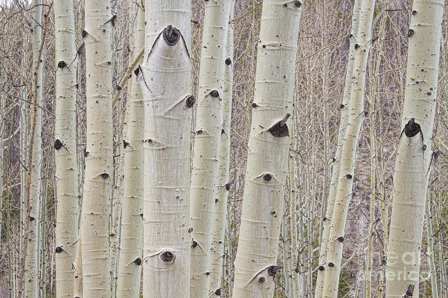 Winter Aspen Tree Forest Photograph by James BO Insogna