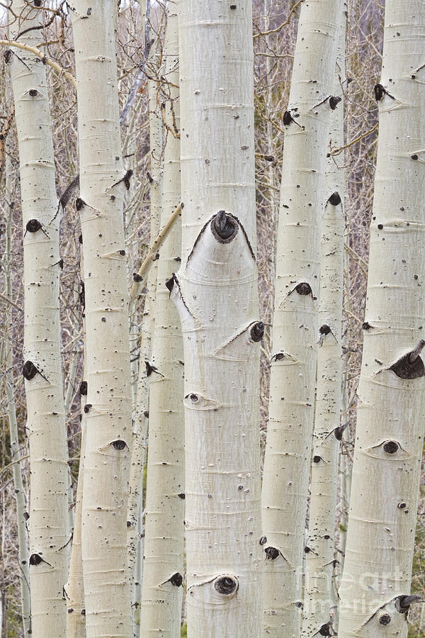 Tree Photograph - Winter Aspen Tree Forest Portrait by James BO Insogna