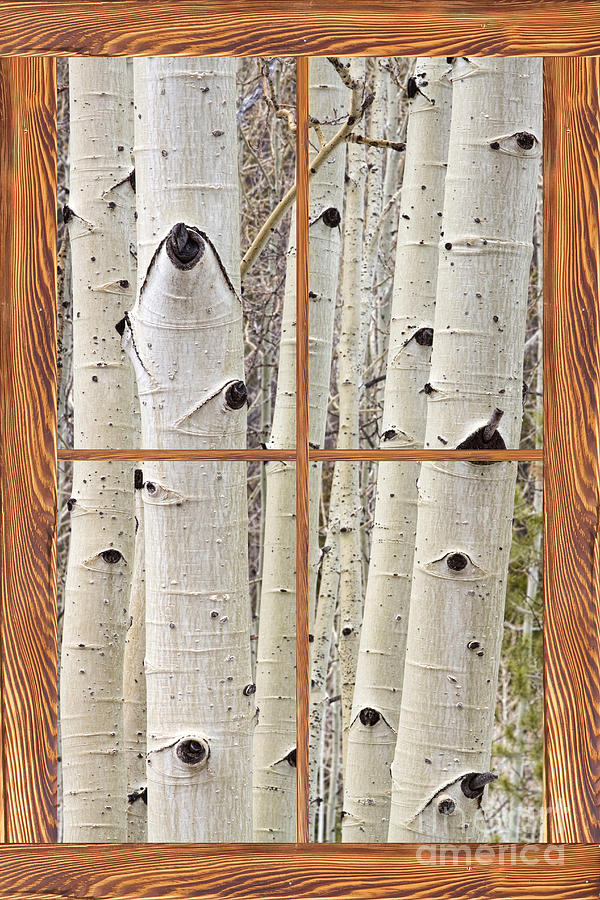 Winter Aspen Tree View Through a Barn Wood Picture Window Frame Photograph by James BO Insogna
