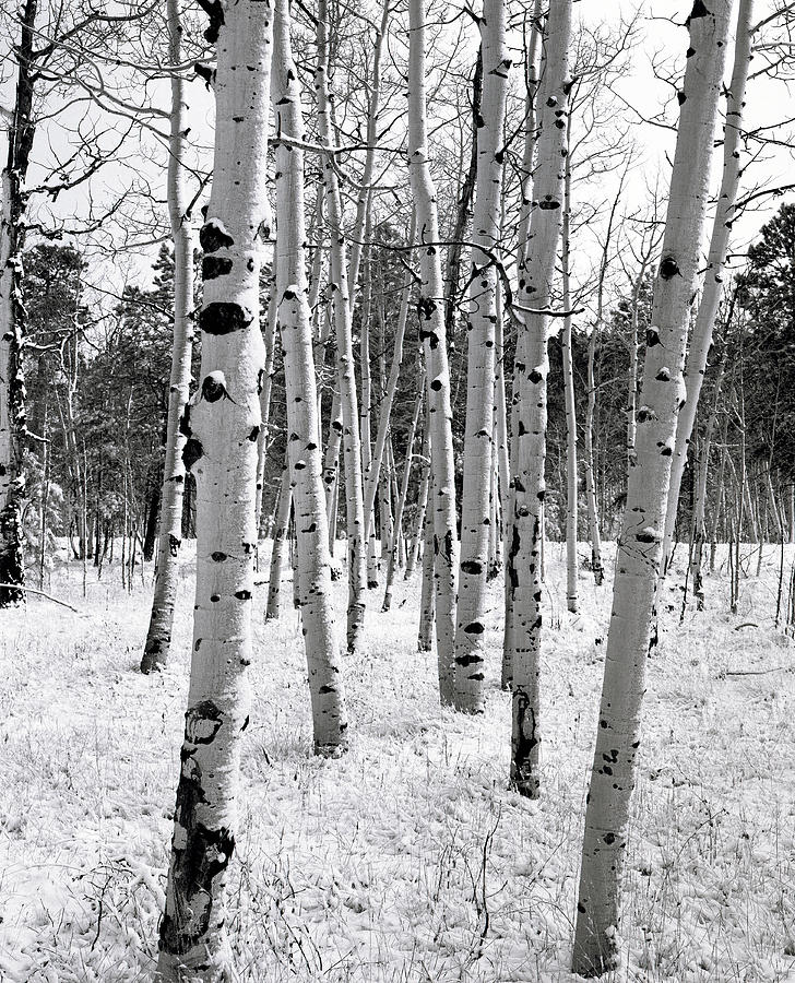Winter Aspens #1 Photograph by David Marr