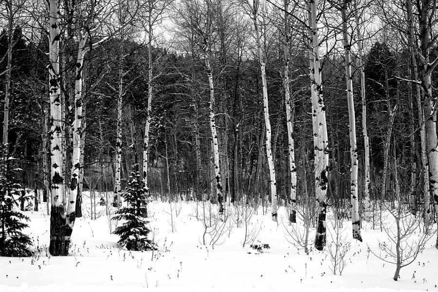 Winter Aspens Photograph