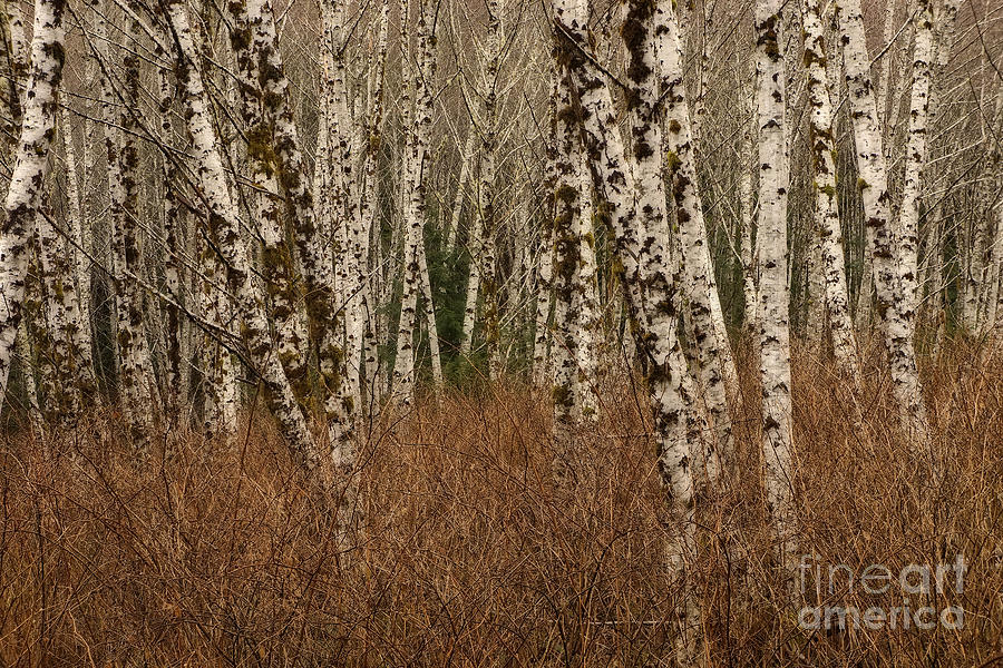 Winter aspens Photograph by Inge Riis McDonald