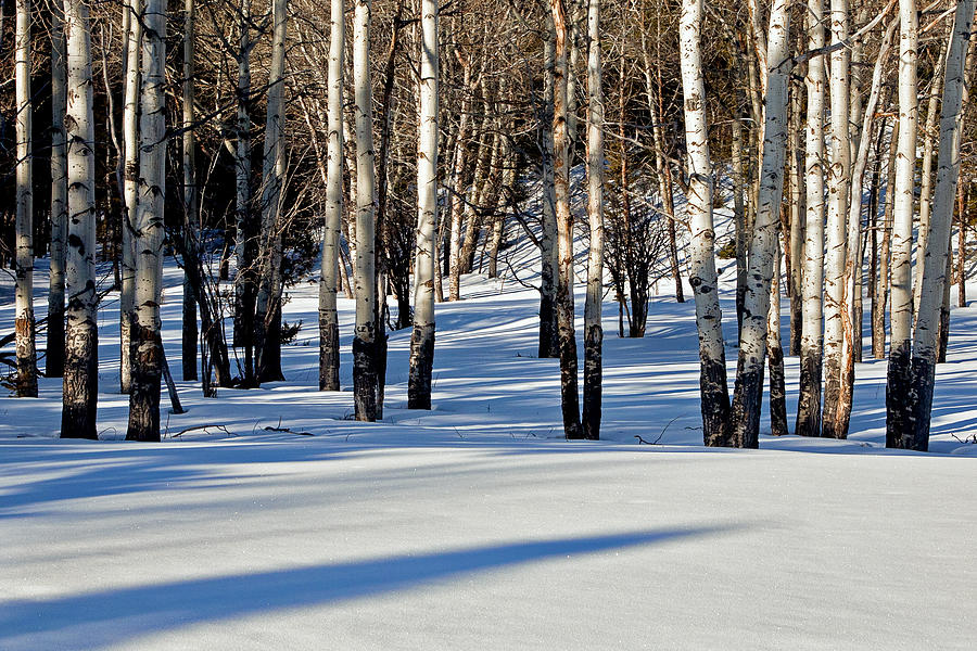 Winter Aspens Photograph by Jack Bell