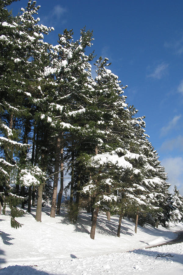 Winter At Cobbs Hill 1 Photograph by John Vincent Palozzi