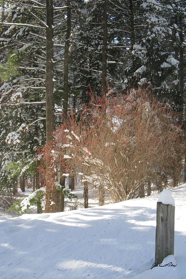 Winter At Cobbs Hill 2 Photograph by John Vincent Palozzi