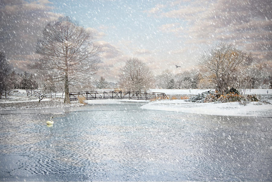 Swan Photograph - Winter at Swan Lake by Mary Timman