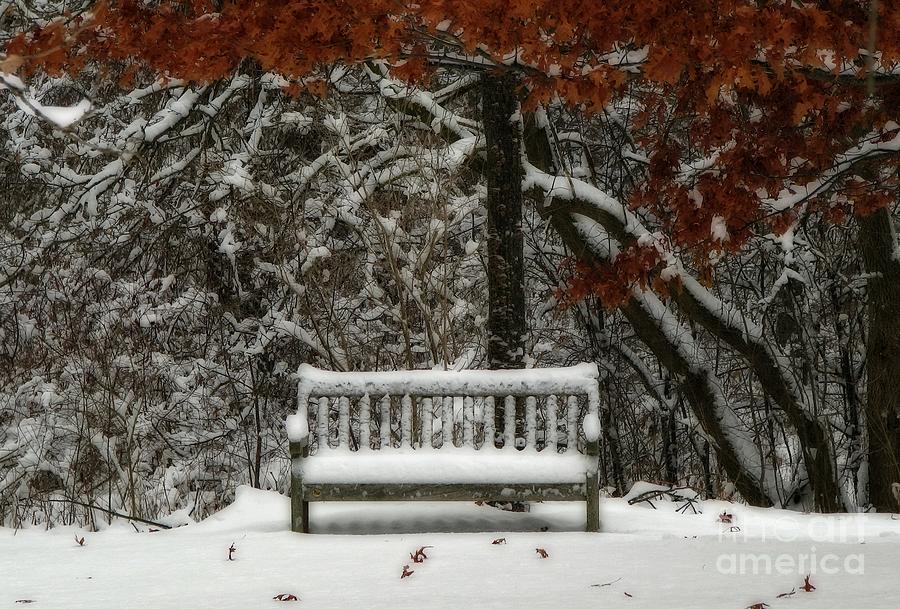 Winter at the Arboretum  Photograph by Inspired Nature Photography Fine Art Photography
