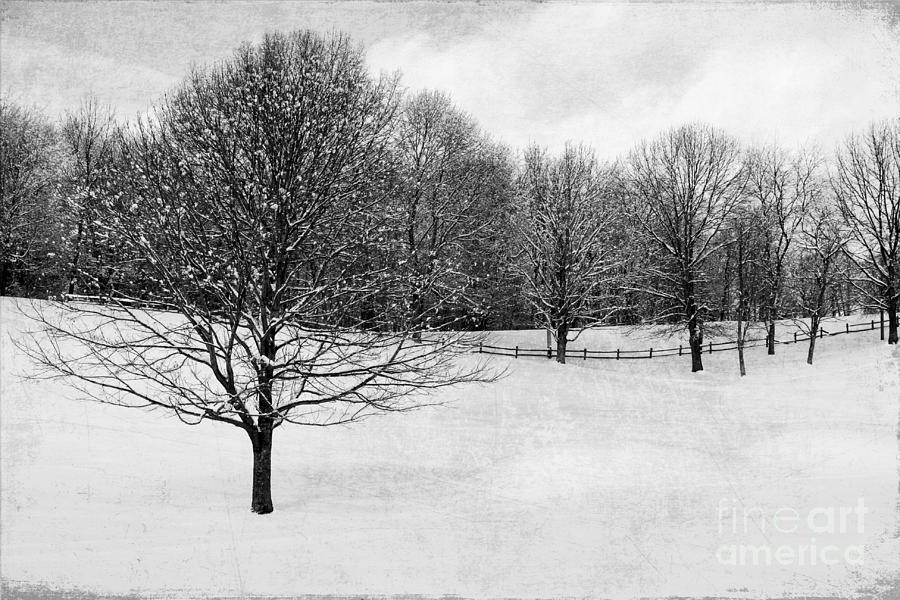 Winter at the Golf Course Digital Art by Jayne Carney