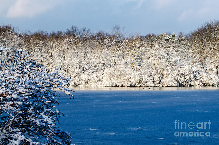 Tree Photograph - Winter At The Lake by Judy Wolinsky