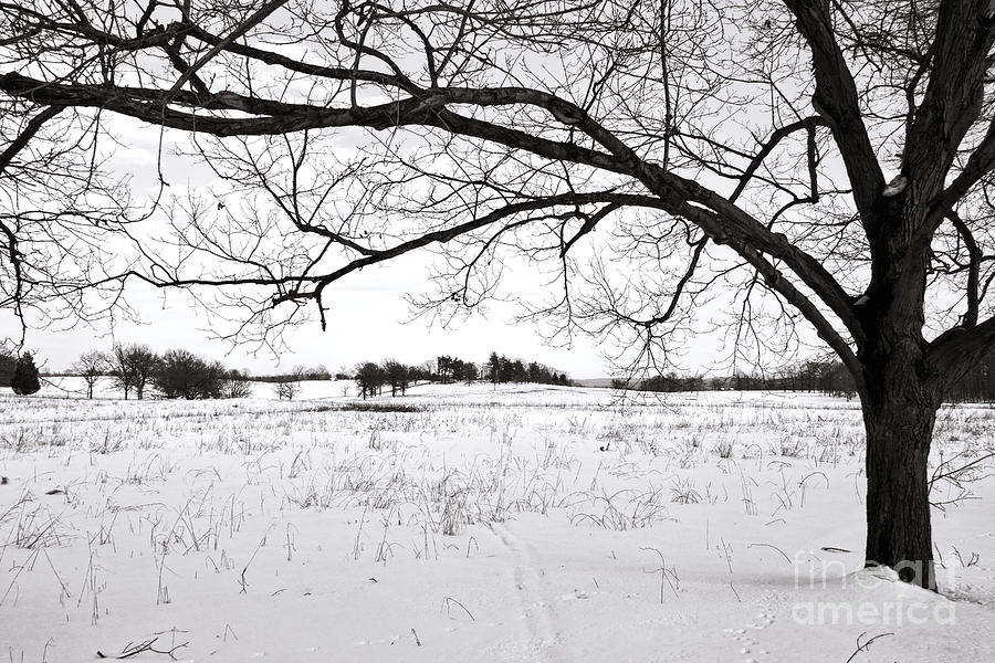 Winter at Valley Forge Photograph by Olivier Le Queinec