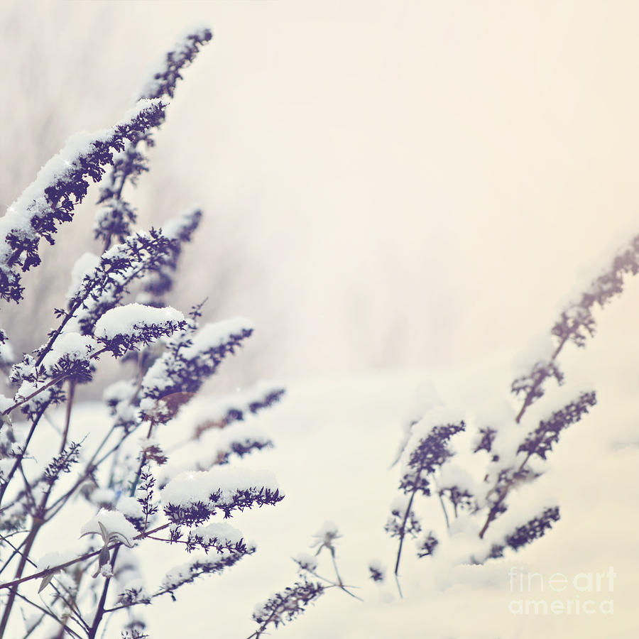 Winter Photograph - Winter background by Sophie McAulay