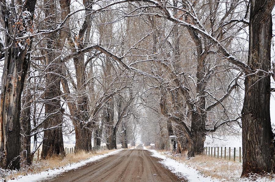 Winter Backroad Photograph by Mike Helland