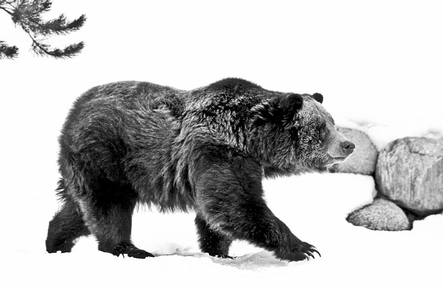 Yellowstone National Park Photograph - Winter Bear Walk Black and White by Athena Mckinzie