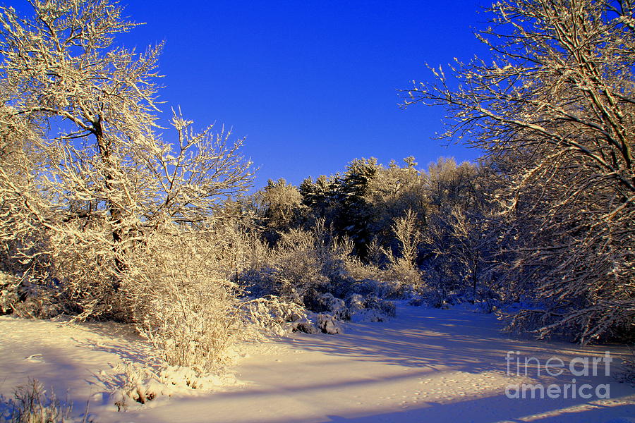 Winter  Beauty Photograph by Lennie Malvone