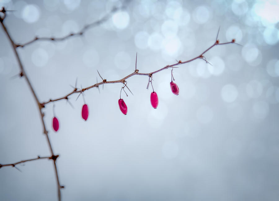Winter Berries And Bokeh Photograph