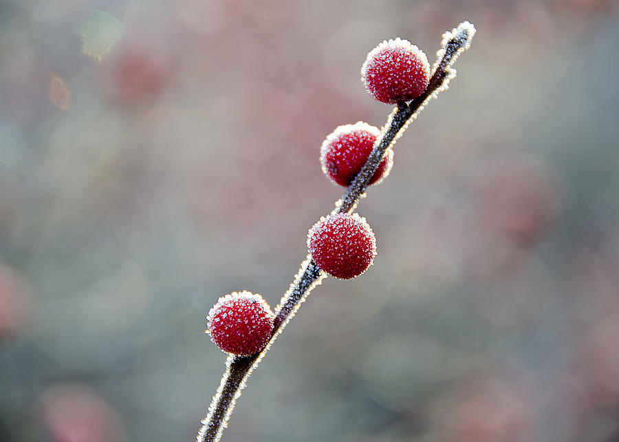 Winter Photograph - Winter Berries by Donna Doherty