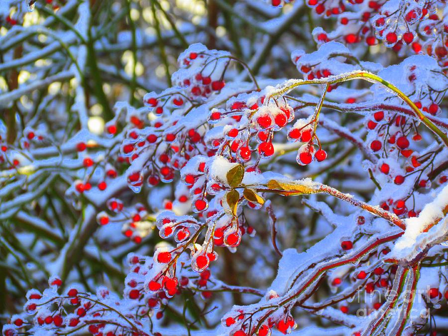 Winter Berries Photograph