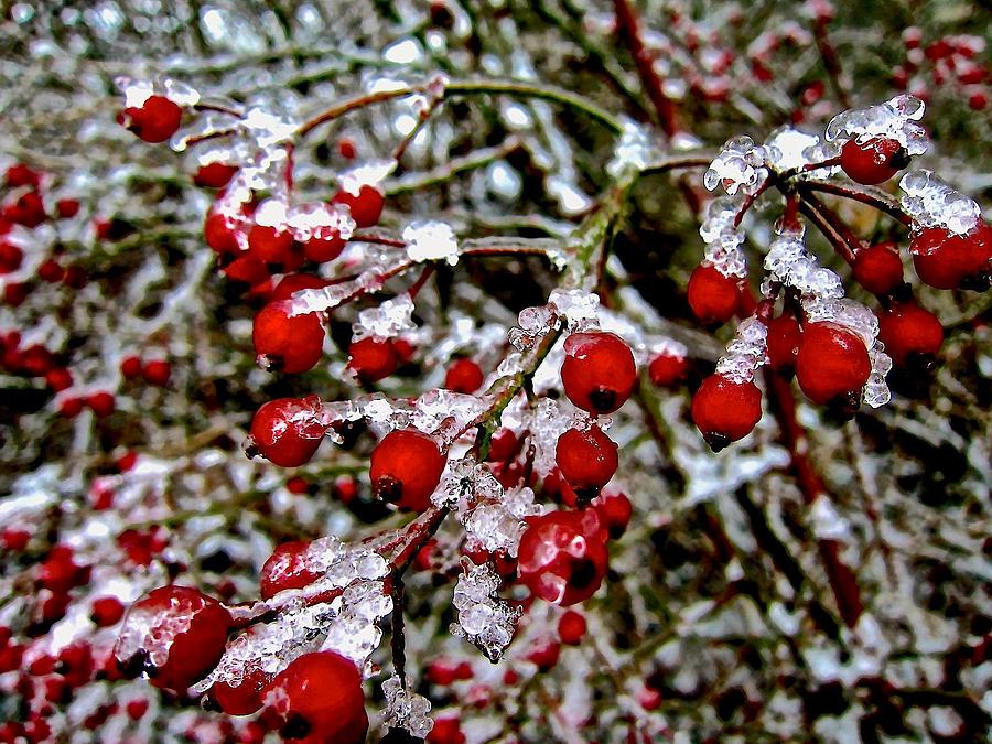 Winter Berries Photograph by Elizabeth Tillar