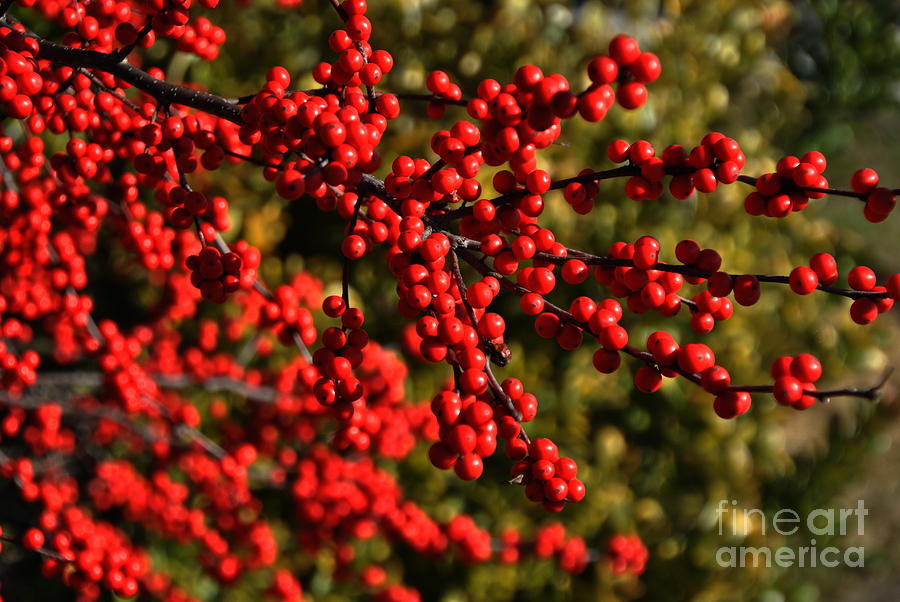 Winter Berries Photograph by Jacqueline M Lewis