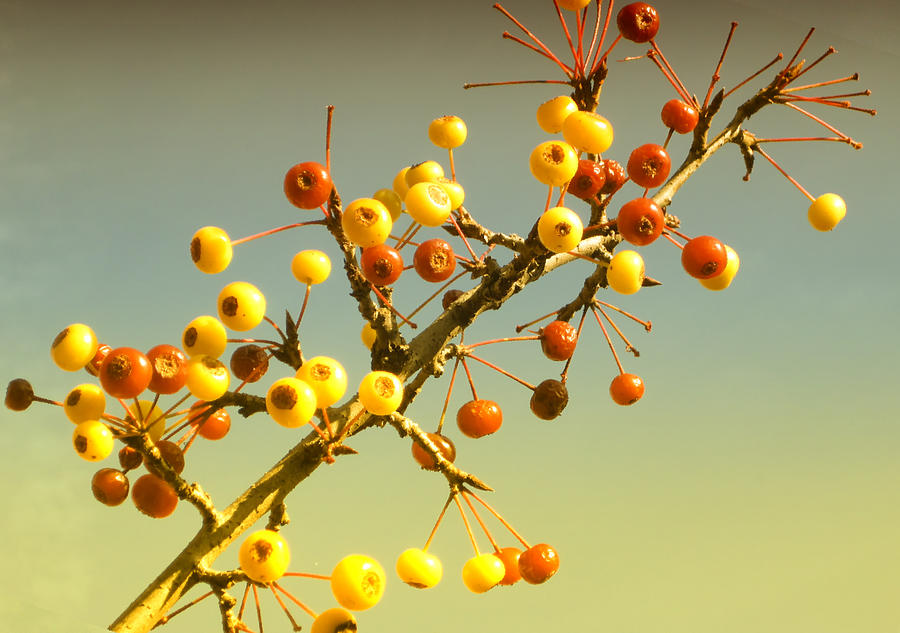 Winter Berries Photograph by Jessica Levant