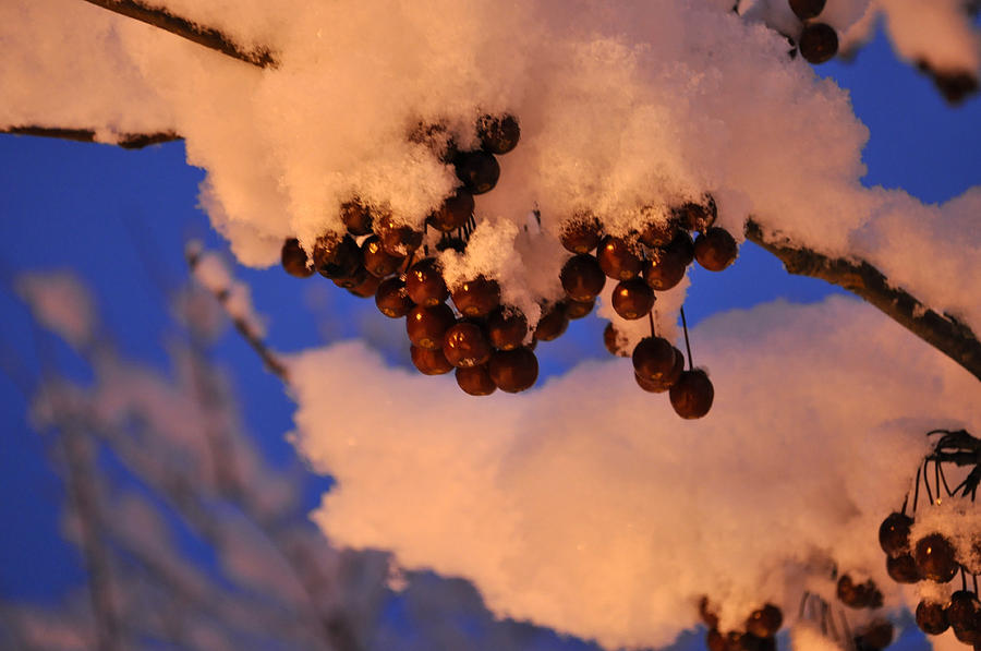 Winter Berries Photograph
