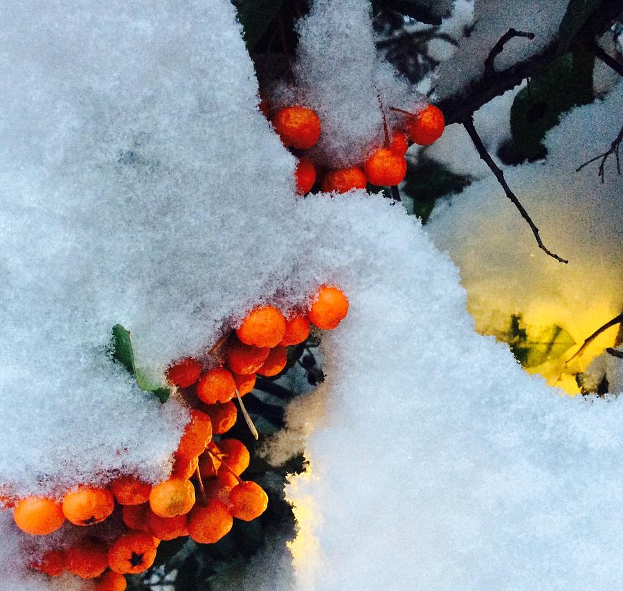 Winter Berries  Photograph by Kate Gibson Oswald