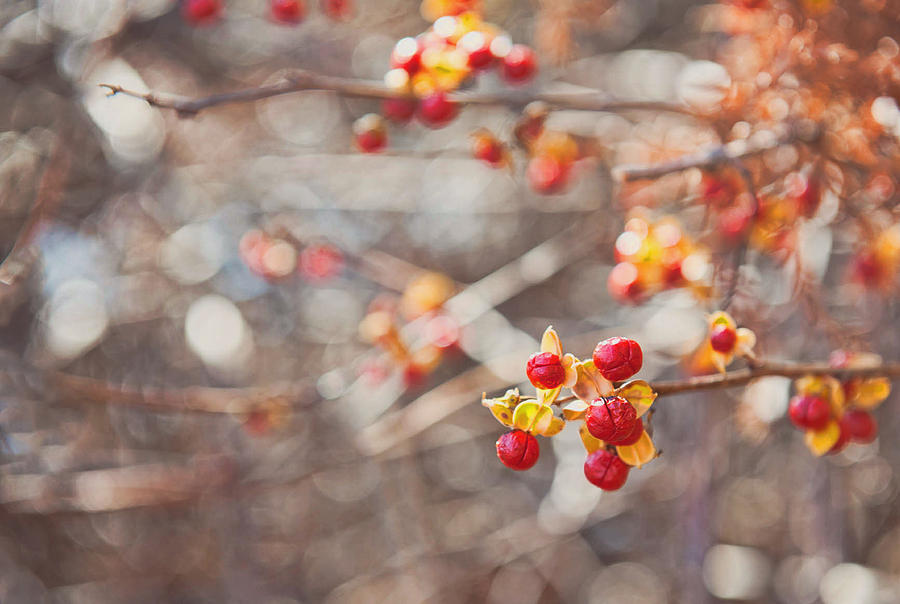 Winter Berries Photograph by Kelley Nelson