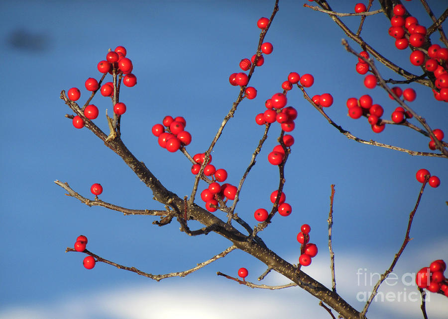 Winter Berries Photograph by Lili Feinstein