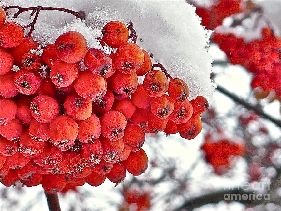 Winter Photograph - Winter Berries by Linda Bianic