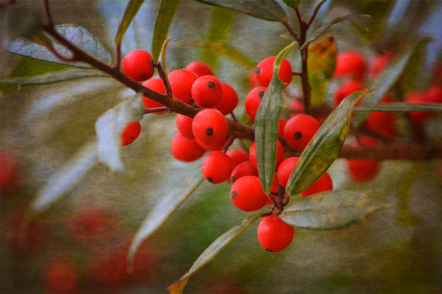 Winter Berries Photograph by Linda Segerson