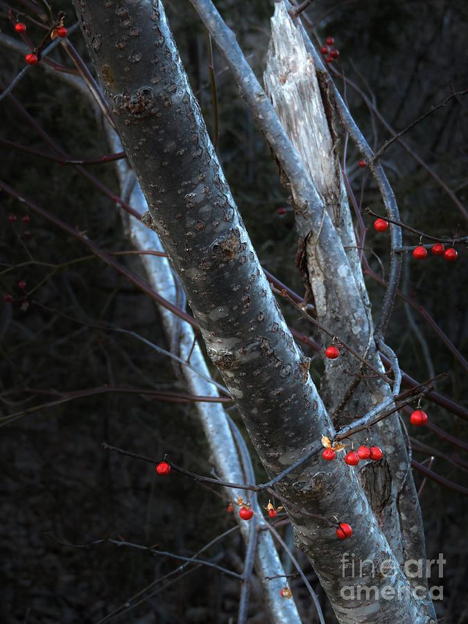 Winter Berries Photograph by Marcia Lee Jones
