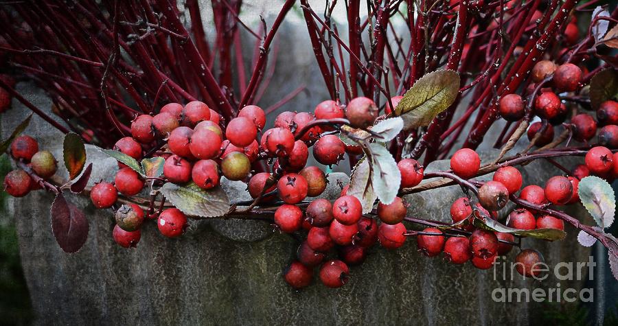 Winter Berries Photograph by Mary Machare