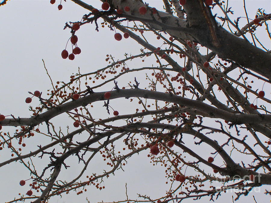 Winter Berries Photograph by Nikki Criel