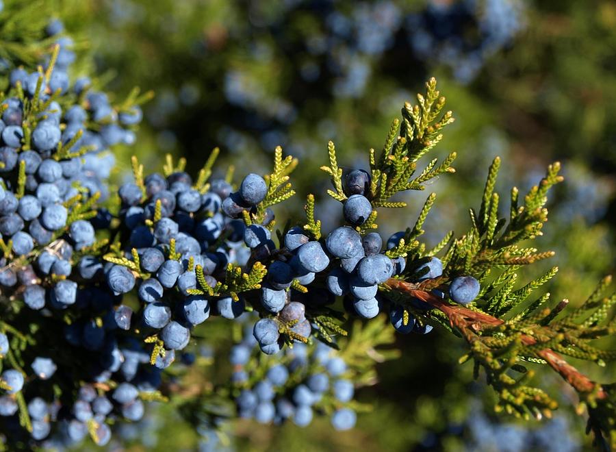 Winter Berries On Evergreen by Catherine Kirby